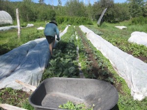 Snowdrift Farm
