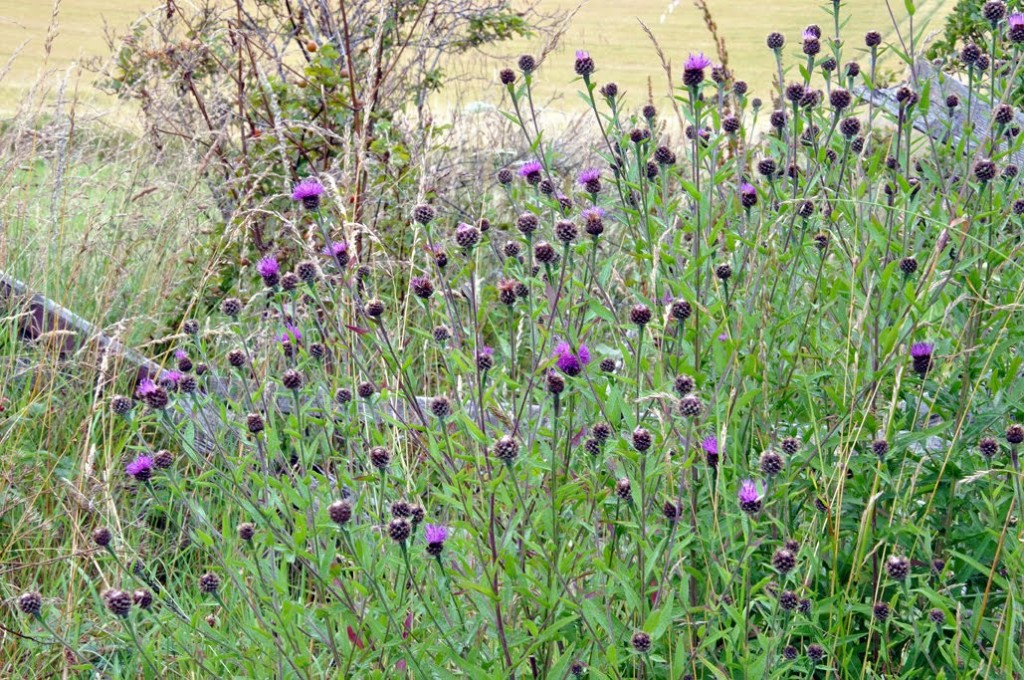 Knapweed