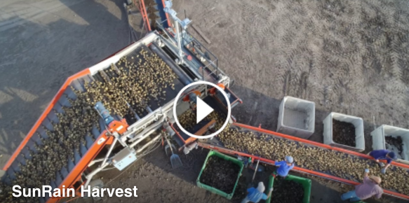 Sunrain Harvest